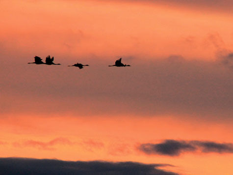 Пернатые не смогли найти себе пропитание в заснеженном мегаполисе