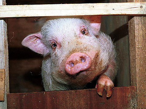 Из-за эпидемии в России может подорожать свинина