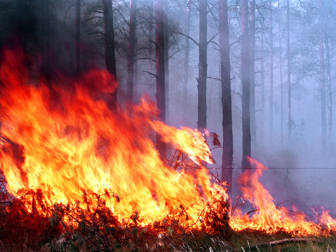 Россия и Казахстан могут создать единую систему борьбы с лесными пожарами