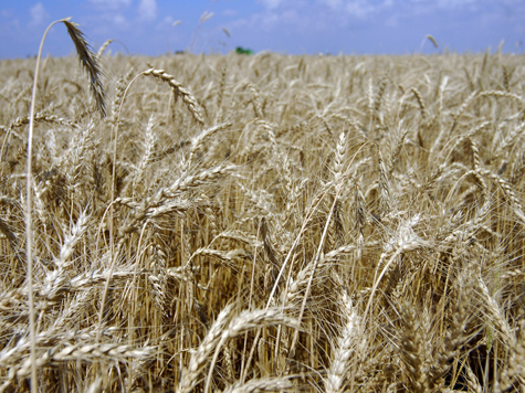 По-новому определять степень плодородности почвы научились ученые Почвенного института им. В.В.Докучаева