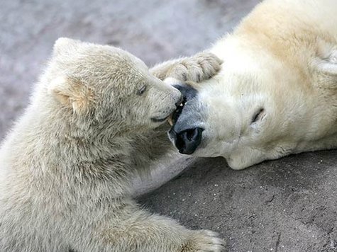 Самым популярным животным Московского зоопарка оказался… медведь