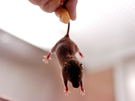 Чтобы снизить вредное влияние гормона стресса, ученые создали новое химическое соединение — астрессин-В