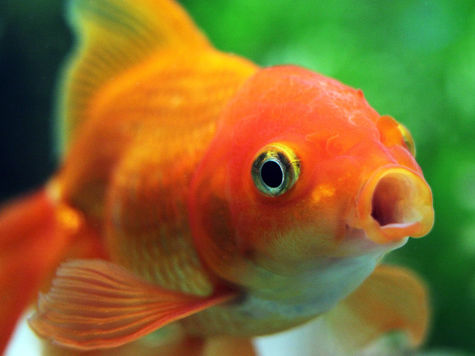 Рыбки «с шапочками» доказали, что могут помочь человеку в лечении опухолей