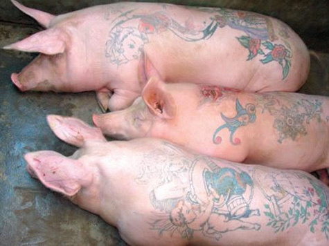 Оказалось, что хрюшкам выдавали на обед не только комбикорм, но и пищевые отходы из столовых для осужденных