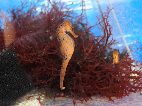 Удивительные морские животные создали в зоологическом саду родовое гнездо