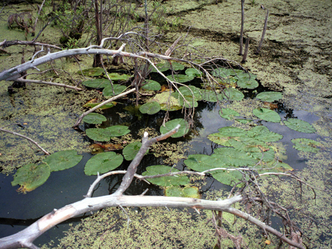 Обесчещенная дама решила во что бы то ни стало задержать негодяя