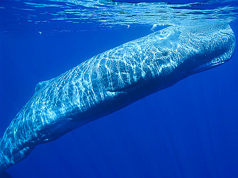 Ученые полагают, что при помощи особой последовательности щелчков морские гиганты как бы представляются остальным животным по имени