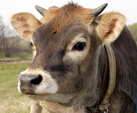 Корову, которая дает молоко, не вызывающее аллергию, вырастили ученые в Новой Зеландии