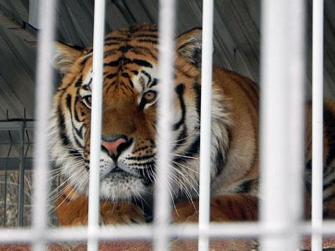 Сотрудница зоопарка нарушила правила безопасности