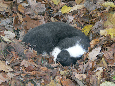 Подписав смертный приговор бездомным кошкам, столичные власти бросились спасать четвероногих