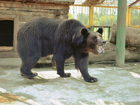 Хорошие новости о медведе Угрюме, который переехал из Московского зоопарка в Старый Оскол, сообщили его новые попечители