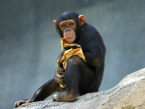 В одном из зоопарков Швеции местные зоологи совершили открытие