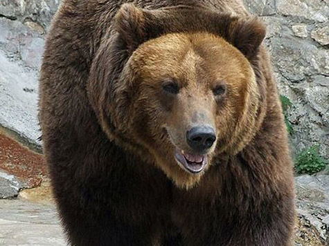 «МК» выяснил подробности уникальной схватки медведя и человека