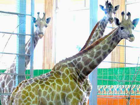 В гибели животных директор зоопарка видит коммерческую и политическую  подоплеку