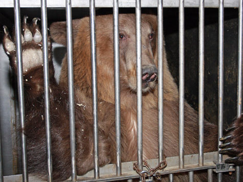 Бурые и гималайские медведи в зоопарке с нетерпением ждут, когда в их уличных вольерах растает снег