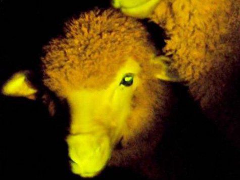Группа уругвайских ученых объявила о рождении фосфоресцирующих генетически модифицированных овец