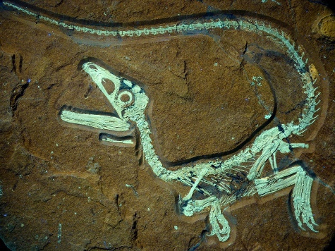 Останки были найдены учеными из Баварского палеонтологического и геологического музея