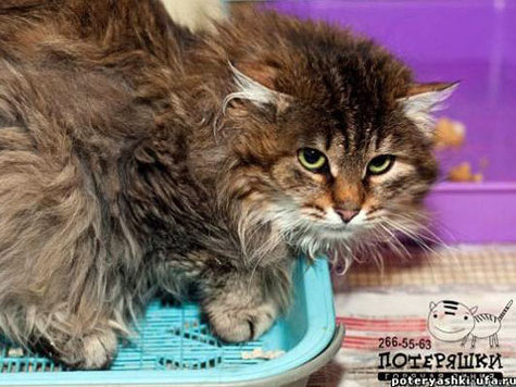 Зоозащитникам нужна земля в Уфе, чтобы построить приют для животных