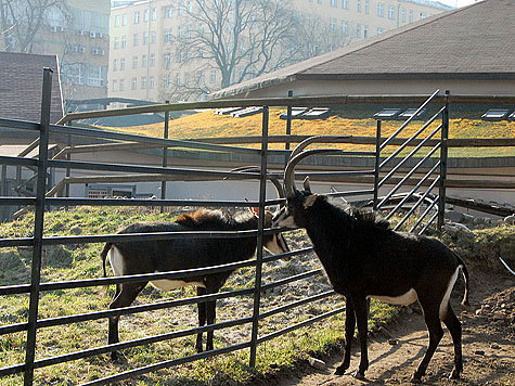 Долгожданное воссоединение черных антилоп, которые весной этого года стали родителями, произошло на днях в Московском зоопарке