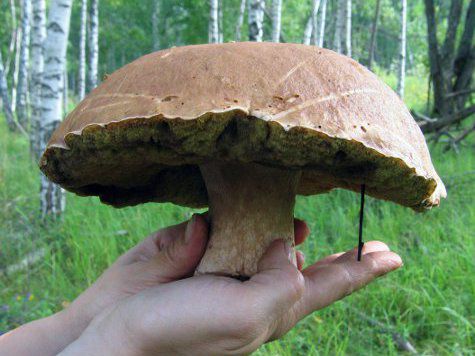 Белые грибы служат прекрасной альтернативой красному мясу и способствуют снижению массы тела