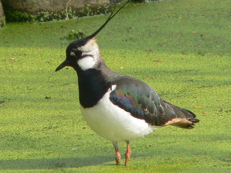 Увеличение численности редких длинноногих птиц дало повод ученым убедиться, что с экологией в «Журавлиной родине» все благополучно