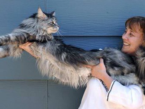 В книге Гиннесса новый рекорд - назван самый длинный кот