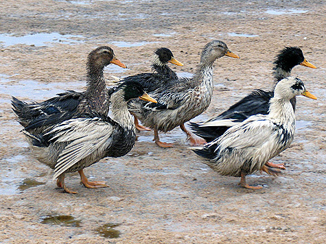 Не успели экологи разобраться с причиной смерти 17 уток на Черкизовском пруду, как на северо-востоке столицы горожане обнаружили еще шесть трупов птиц