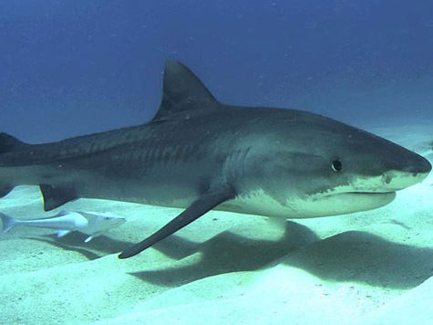 Телевидение в США проявляет беспрецедентный интерес к акулам