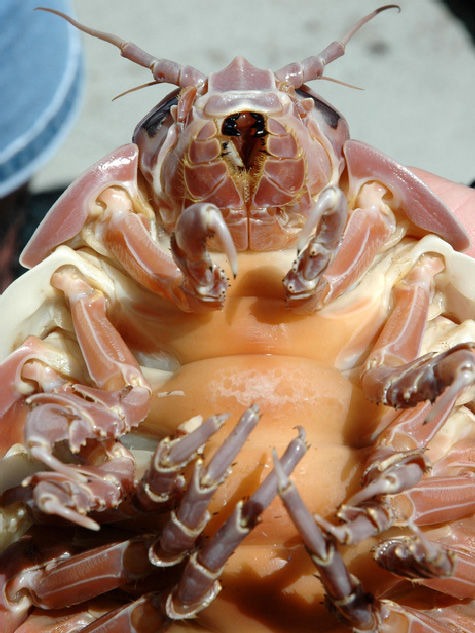 Науке мало что известно об изоподах, поскольку они живут на очень большой глубине