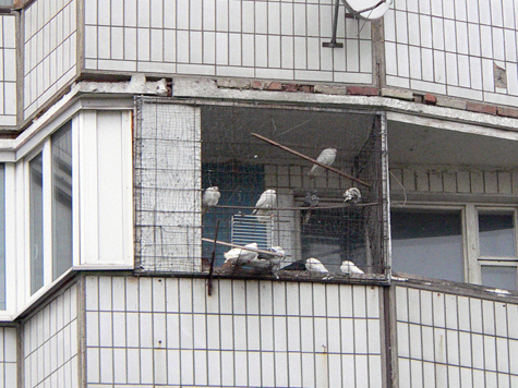 Построить в Москве собственную голубятню теперь станет проще