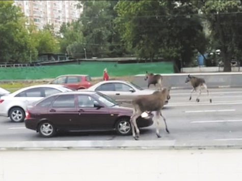 Три лося почти целый день гуляли в пятницу по улицам на востоке Москвы и шокировали прохожих