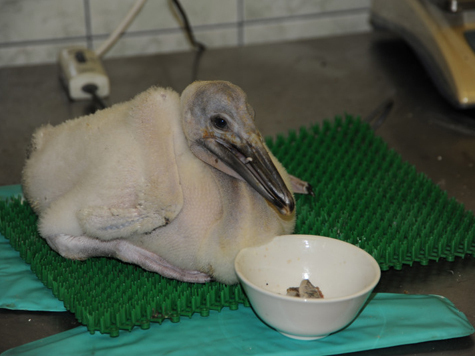 На днях специалисты выпустили малыша на пруд к другим пеликанам