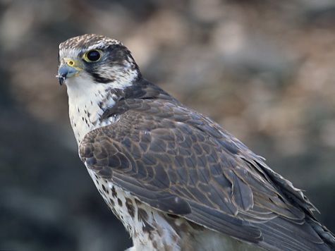 В Бурятии предотвращено похищение популяции  редких российских  птиц