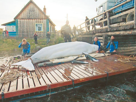 Путешествие на Белое море совершил один из старейших актеров Московского дельфинария — белуха Егор