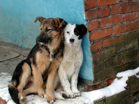 Жестокую расправу над бездомными собаками учинила в пятницу в подмосковном поселке Жаворонки фирма, занимающаяся “утилизацией” животных