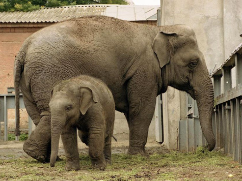 Играть в песочнице, как все дети, может теперь слоненок в Московском зоопарке