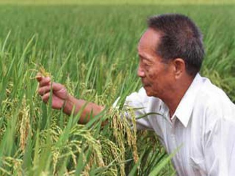 Для удовлетворения растущего спроса на рис, китайские ученые вывели гибрид, результаты производства которого поражают