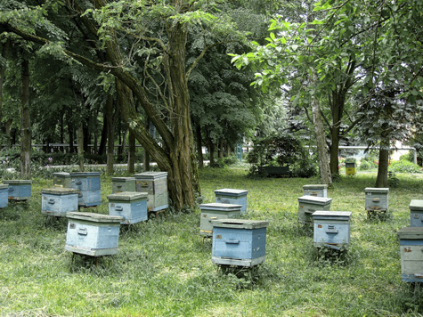В регионе появится закон о пчеловодстве