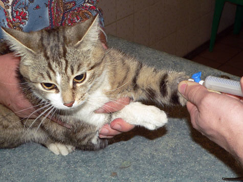 Обвинения в живодерстве заслуженному ветврачу России из подмосковной Каширы пришлось снимать с себя через суд