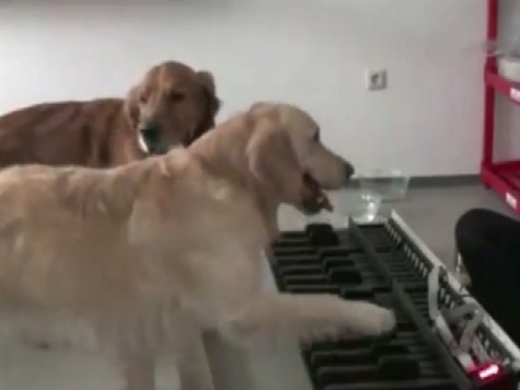 Медленно, однако очень точно две собаки воспроизводят незатейливую пьесу для фортепиано