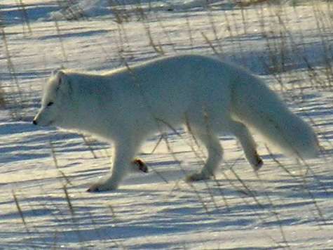 "Если популяция характеризуется генетическим разнообразием - хорошо, но если все особи отравлены ртутью, она обречена"
