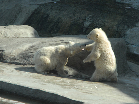 Сосчитать новорожденных белых медвежат удалось сотрудникам Московского зоопарка