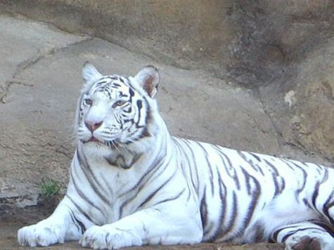 Неожиданную черту характера обнаружили сотрудники зоопарка у белой тигрицы