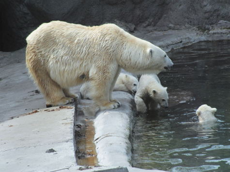 Первые уроки плавания преподала белым медвежатам их мама-медведица