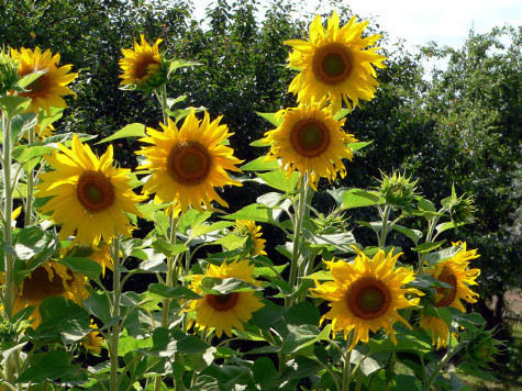 Снова «Росагролизинг»: чиновника и двоих его подельников подозревают в махинациях с деньгами, выделенными для Воронежской области

