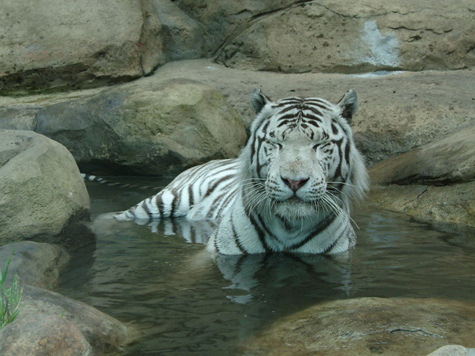 На звание лучшего футболиста года претендует белый тигренок в Московском зоопарке