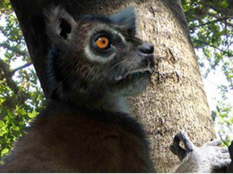 Исследователи назвали новый живой вид в честь испанского палеонтолога Ниевеса Лопер Мартинеса