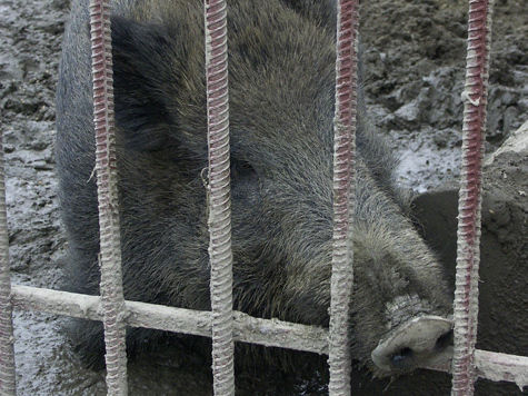 Причину массовой гибели кабанов в Каширском районе Подмосковья установили ветеринарные врачи