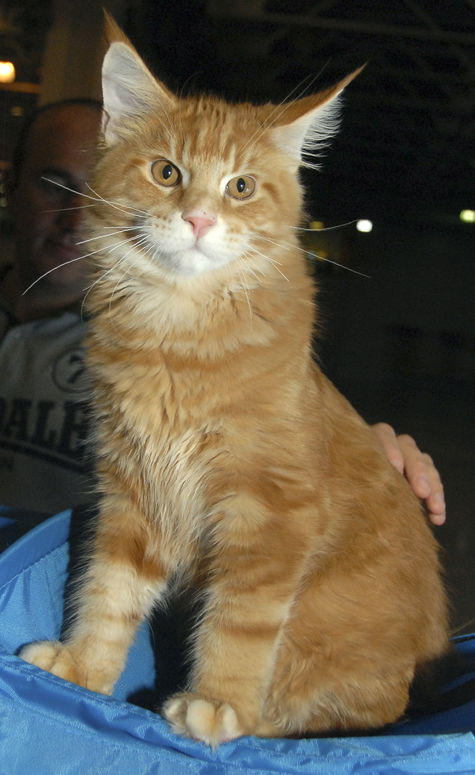 Молодая преподавательница техникума в подмосковном Волоколамске стала жертвой телефонных хулиганов после скандала со вскрытием кошки