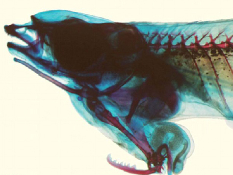 Новый вид рыбы с половым органом на голове был идентифицирован в дельте Меконга во Вьетнаме